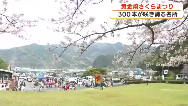 団子と桜、春を楽しむ黄金崎さくらまつり