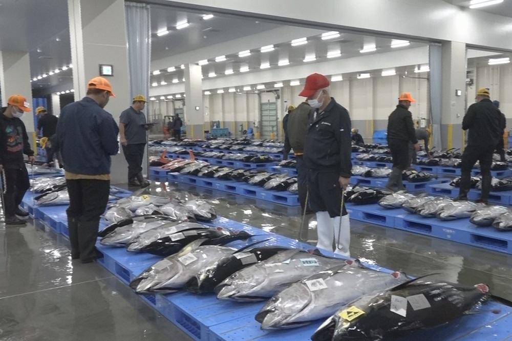 億超え漁船の秘密はあの高級魚！？