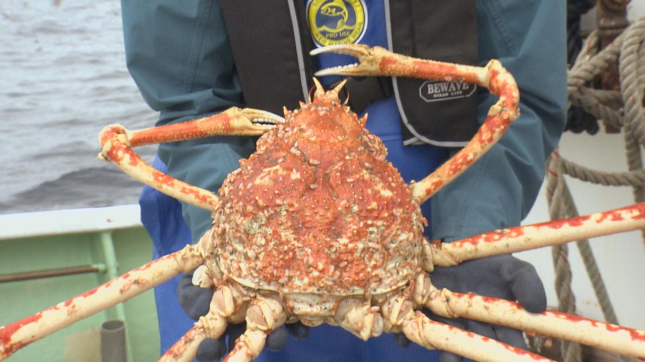 深海に潜む巨大タカアシガニ